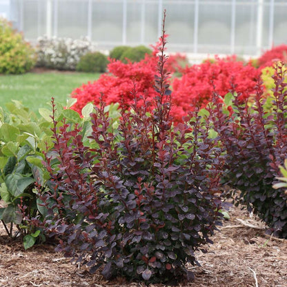 Barberry - SUNJOY PLUM PILLAR