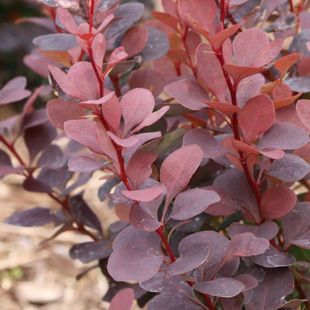 Barberry - SUNJOY PLUM PILLAR