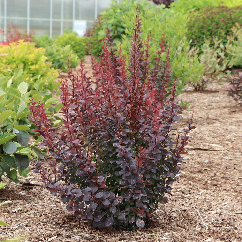 Barberry - SUNJOY PLUM PILLAR