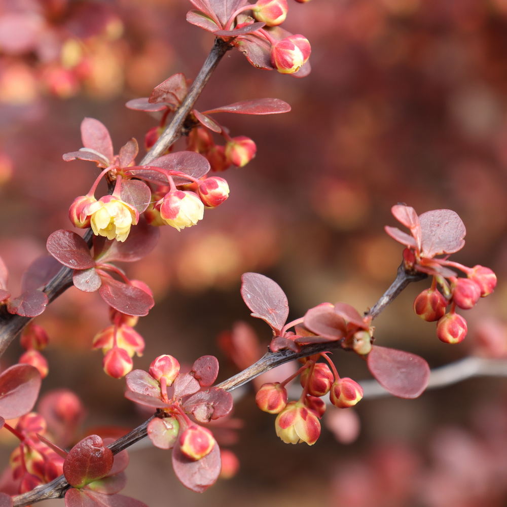Barberry - SUNJOY REALLY RED
