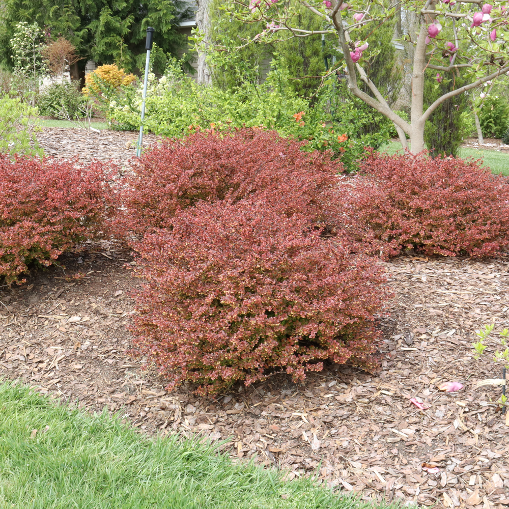 Barberry - SUNJOY REALLY RED