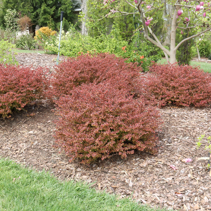 Barberry - SUNJOY REALLY RED