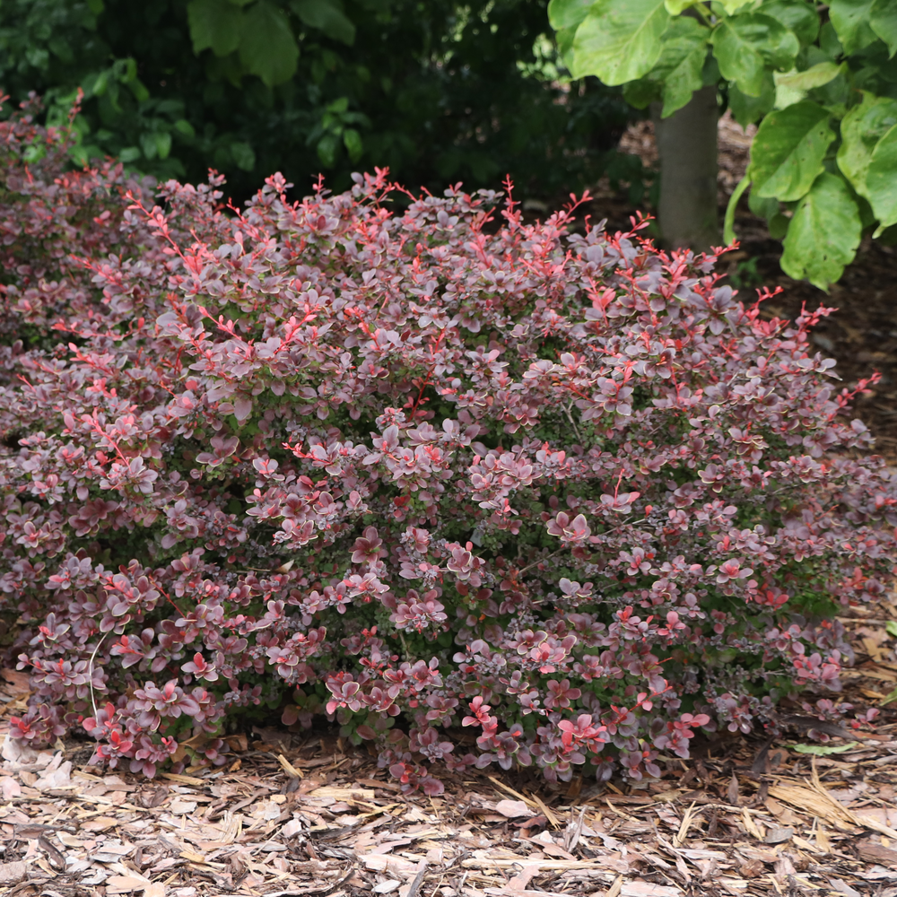 Barberry - SUNJOY REALLY RED