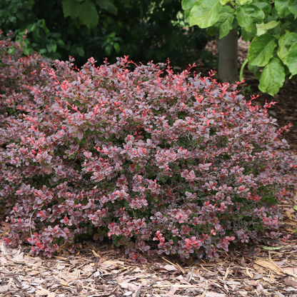 Barberry - SUNJOY REALLY RED
