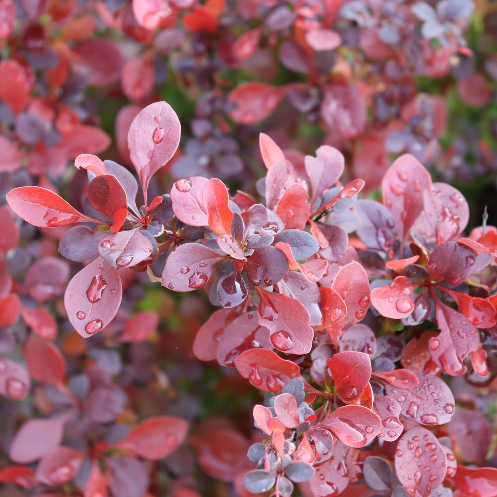Barberry - SUNJOY REALLY RED
