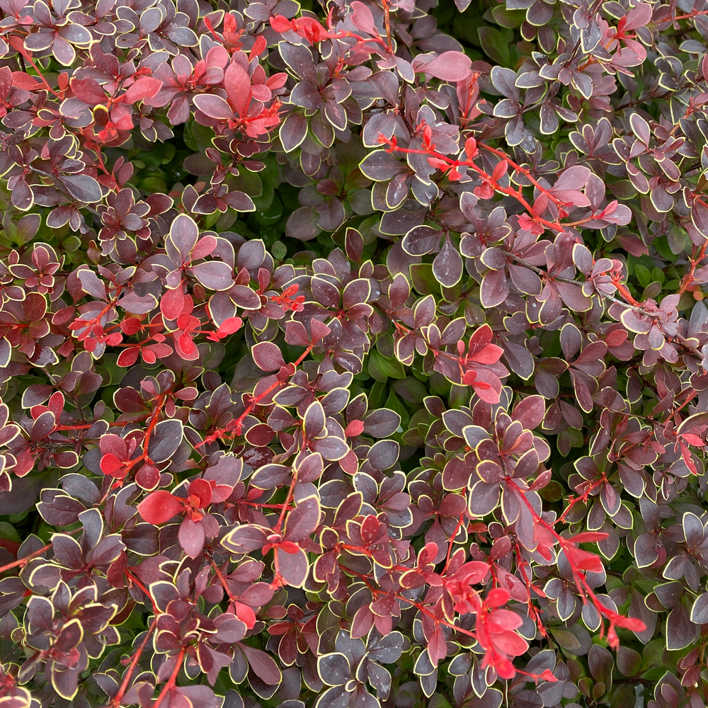 Barberry - SUNJOY REALLY RED