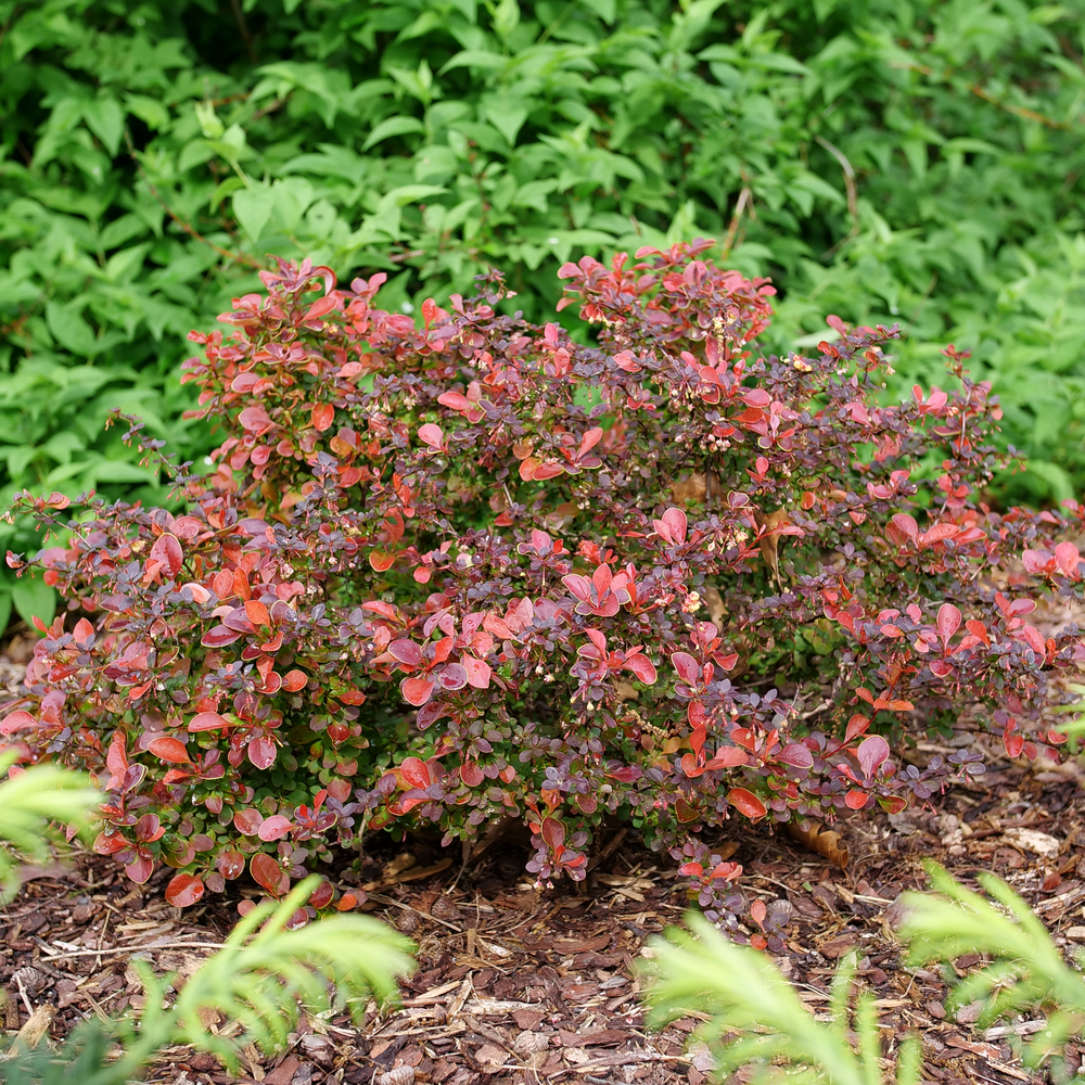 Barberry - SUNJOY REALLY RED