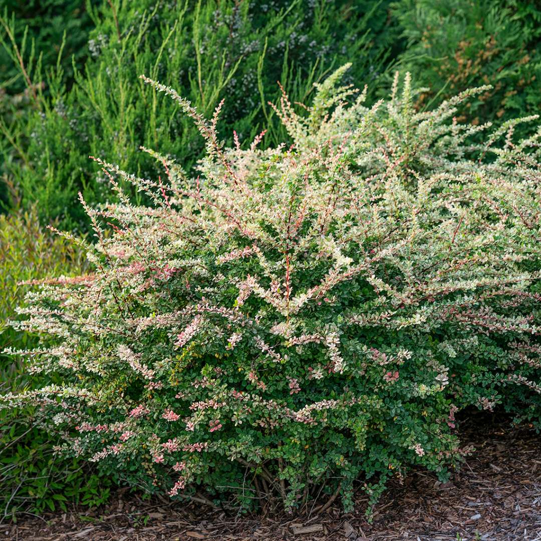 Barberry - SUNJOY SEQUINS