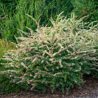 Barberry - SUNJOY SEQUINS