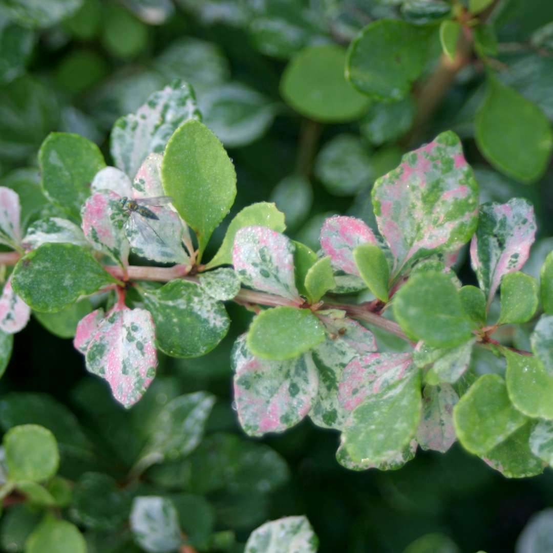 Barberry - SUNJOY SEQUINS