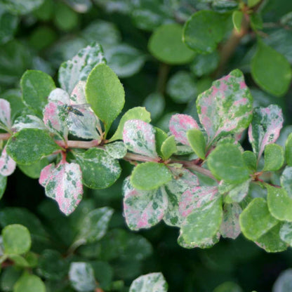 Barberry - SUNJOY SEQUINS