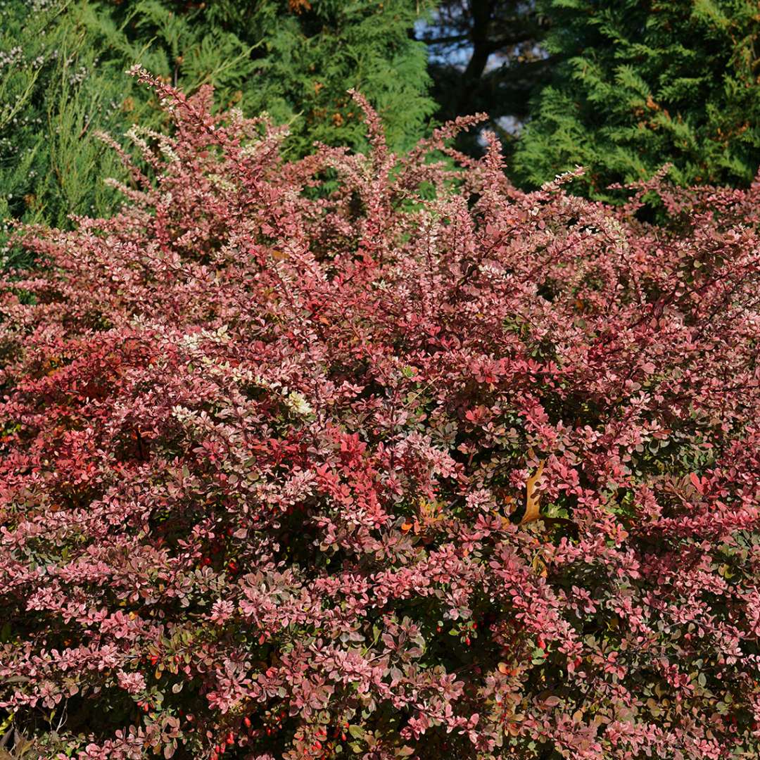 Barberry - SUNJOY SEQUINS