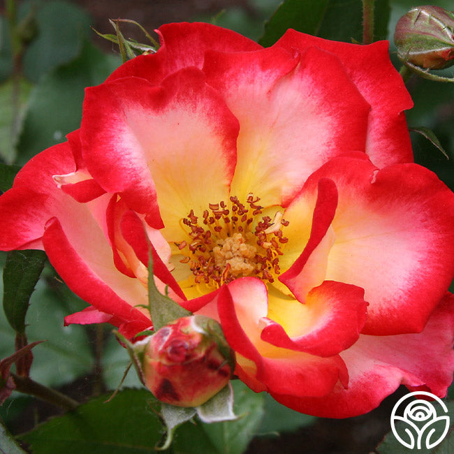 Rose - Betty Boop