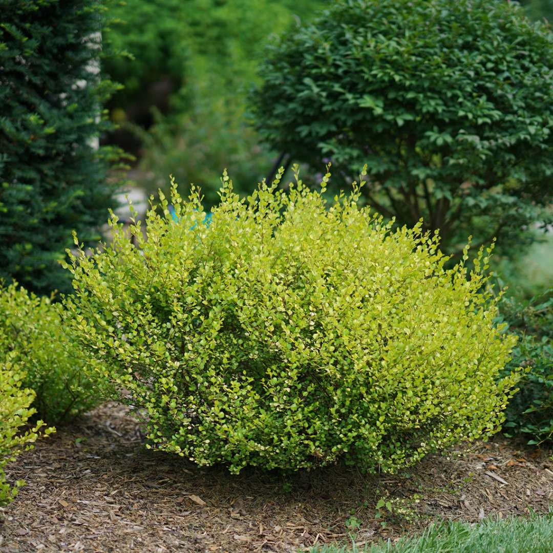 Dwarf Birch - CESKY GOLD