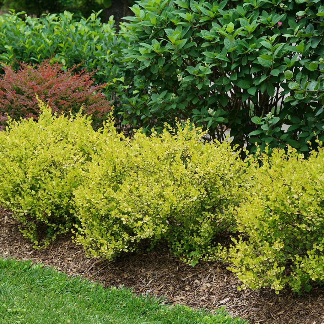 Dwarf Birch - CESKY GOLD