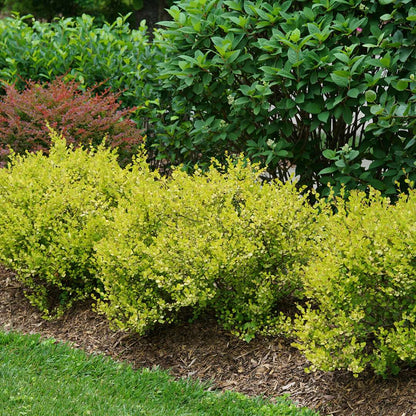 Dwarf Birch - CESKY GOLD