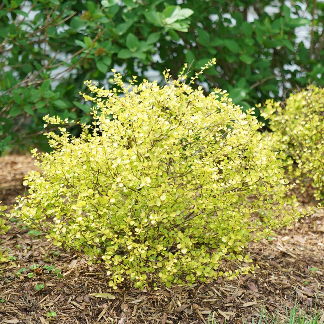 Dwarf Birch - CESKY GOLD