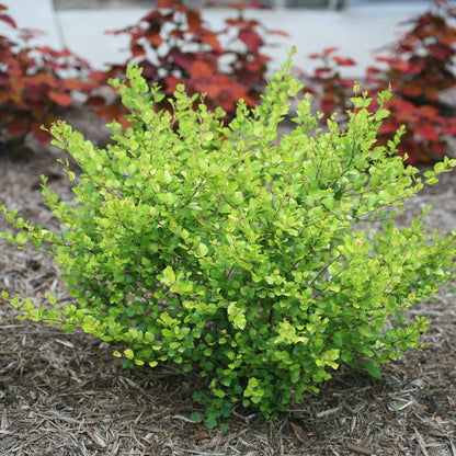 Dwarf Birch - CESKY GOLD