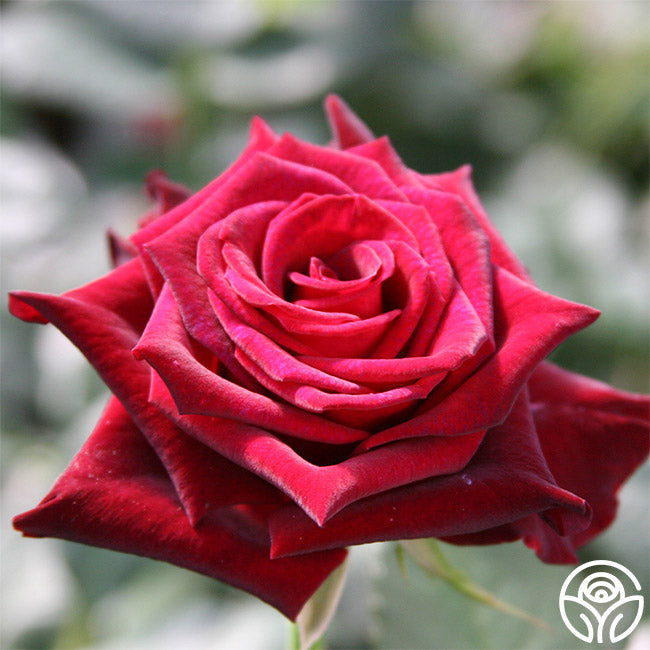 Rose - Black Baccara