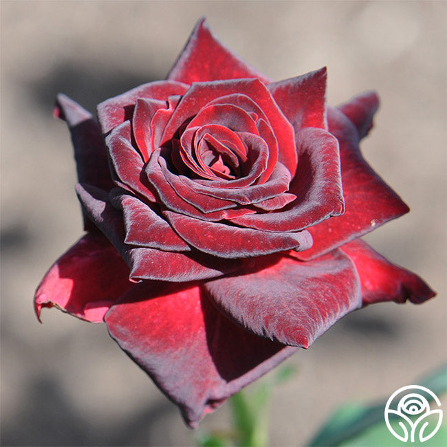 Rose - Black Baccara
