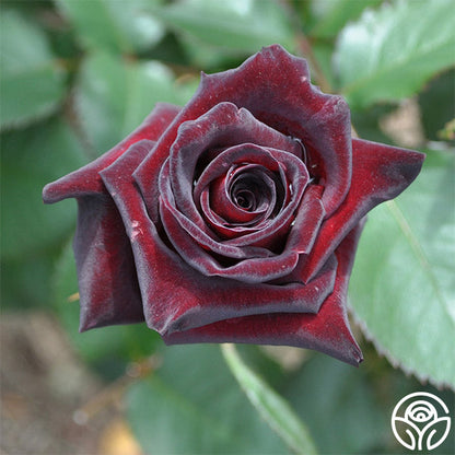 Rose - Black Baccara