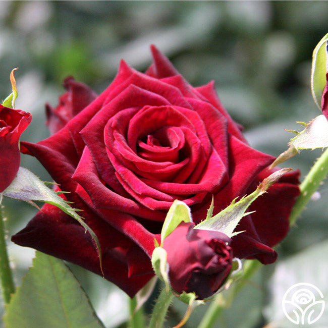 Rose - Black Baccara