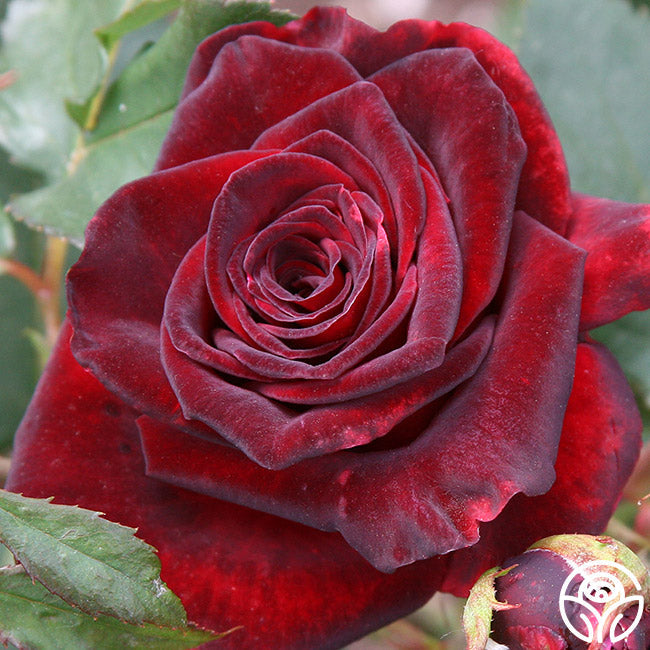 Rose - Black Baccara