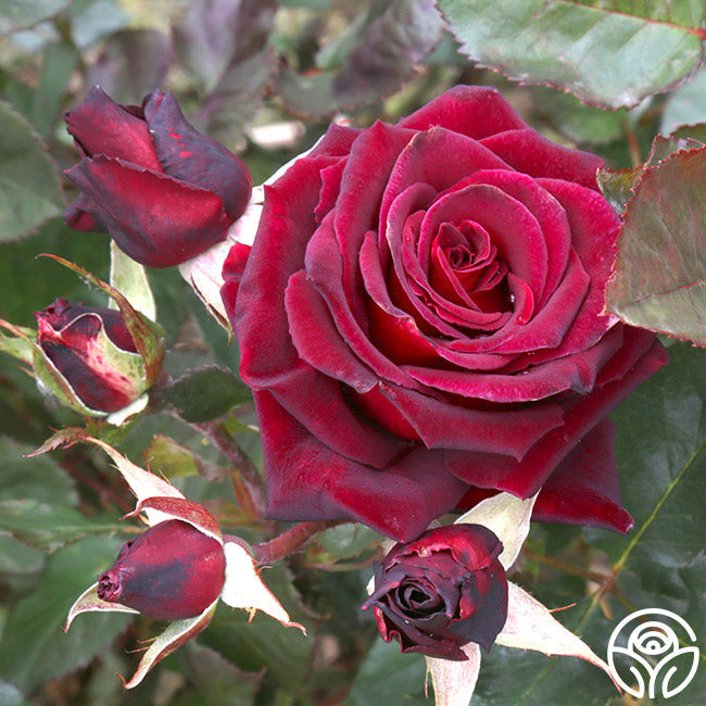 Rose - Black Baccara