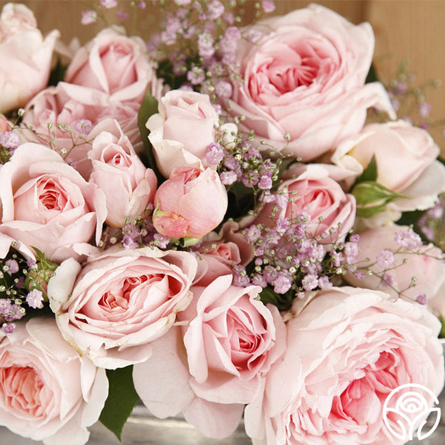Rose - Parfuma Bliss