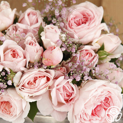Rose - Parfuma Bliss