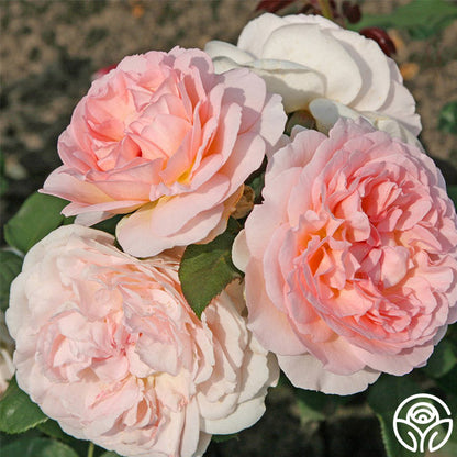Rose - Parfuma Bliss