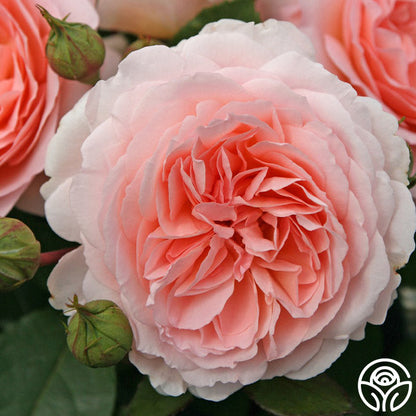 Rose - Parfuma Bliss