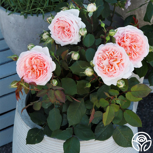 Rose - Parfuma Bliss