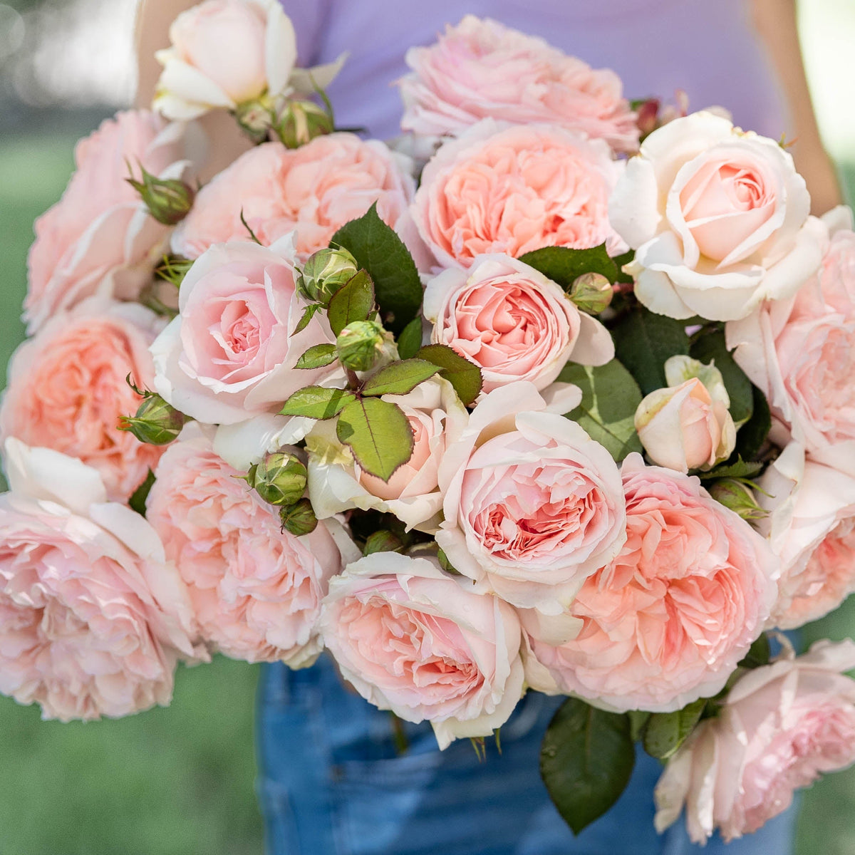 Rose - Parfuma Bliss