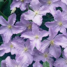 Load image into Gallery viewer, Clematis &#39;Blue Angel&#39; - Great as Cut Flower
