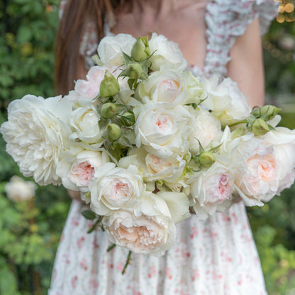 Rose - Bolero