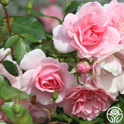 Rose - Bonica