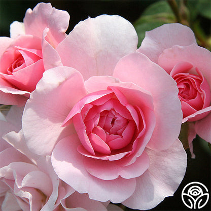 Rose - Bonica