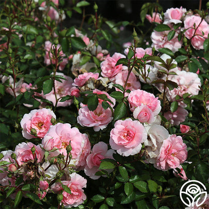 Rose - Bonica