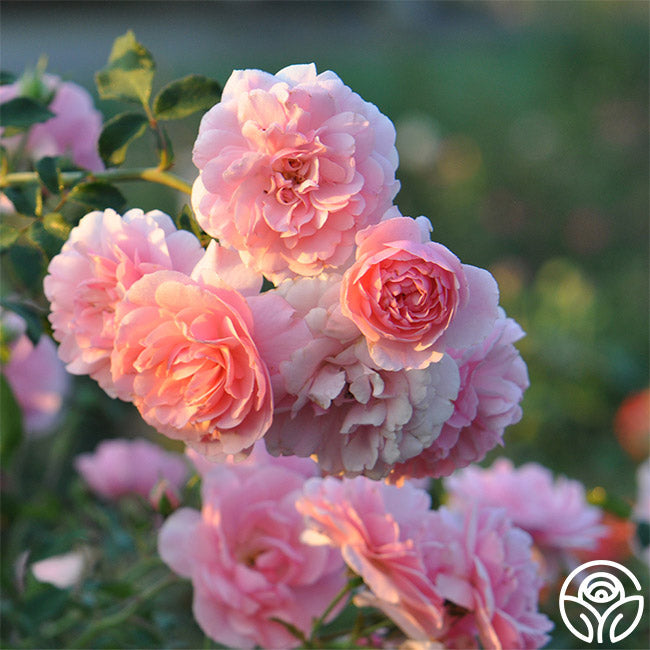 Rose - Bonica