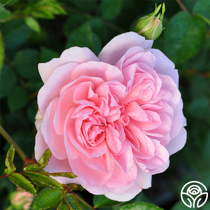 Rose - Bonica