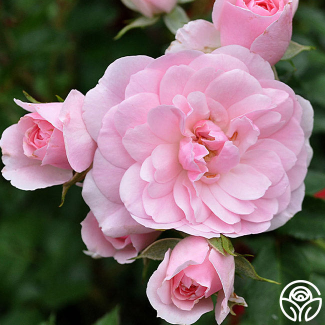 Rose - Bonica