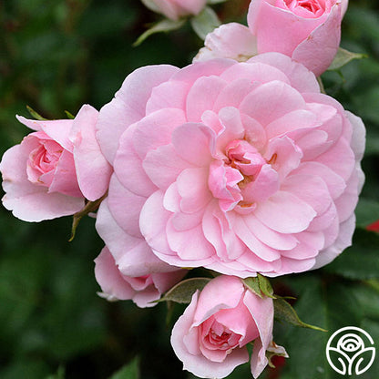 Rose - Bonica