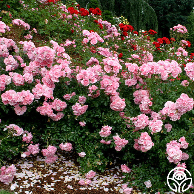 Rose - Bonica