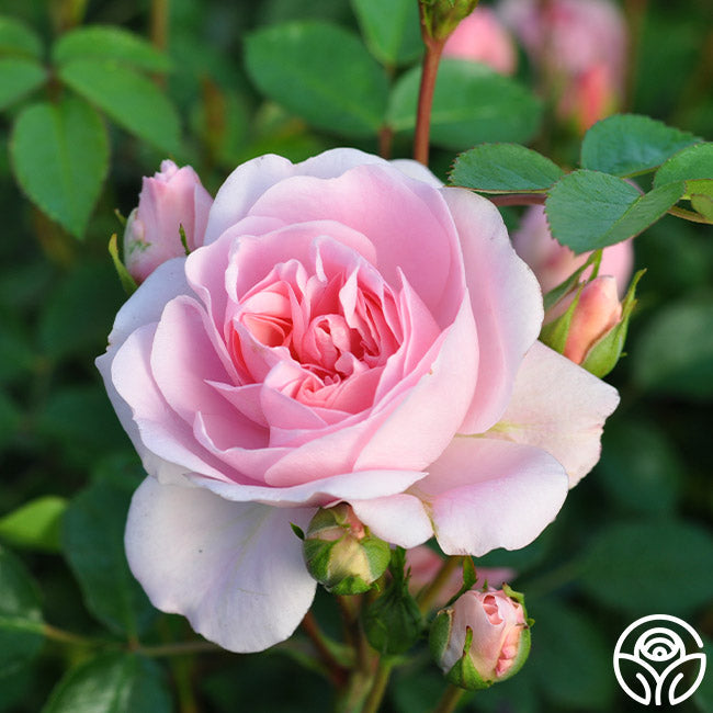 Rose - Bonica