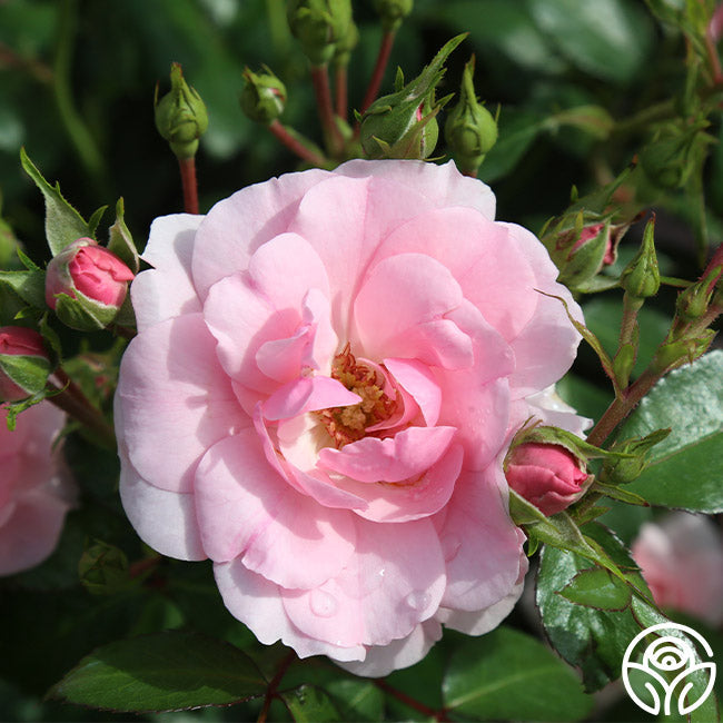 Rose - Bonica