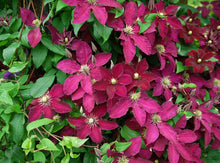Load image into Gallery viewer, Clematis &#39;Red Marker&#39; - Ernest Markham
