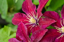 Load image into Gallery viewer, Clematis Flowering Vine &#39;Niobe&#39;
