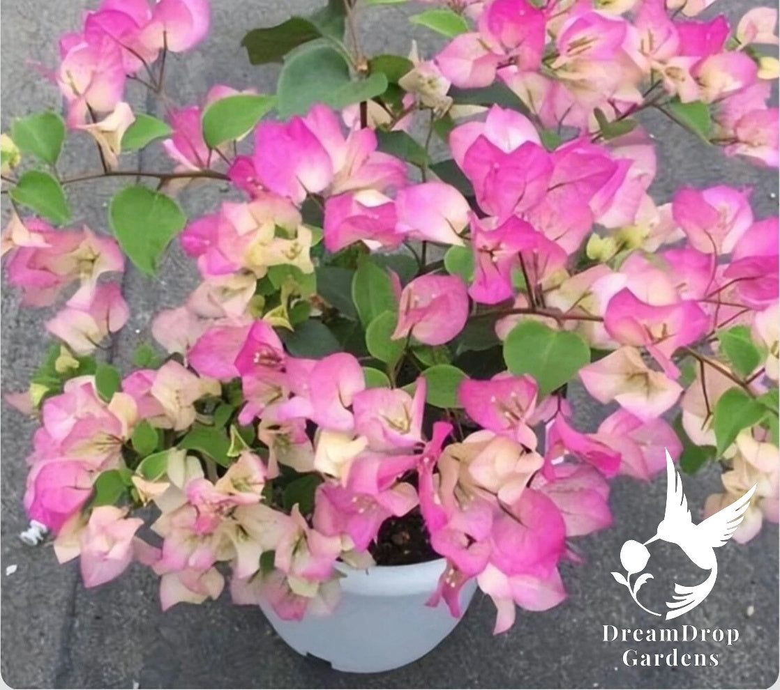 Bougainvillea - Bambino Bicolor Pink — DreamDrop Gardens photo 1