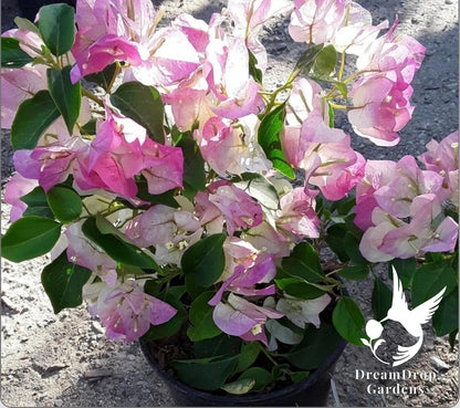 Bougainvillea - Bambino Bicolor Pink — DreamDrop Gardens photo 2